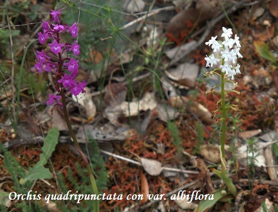 Orchidee dell''Epiro e del Peloponneso